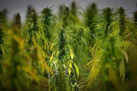 THC Limits in Iowa CBD Products