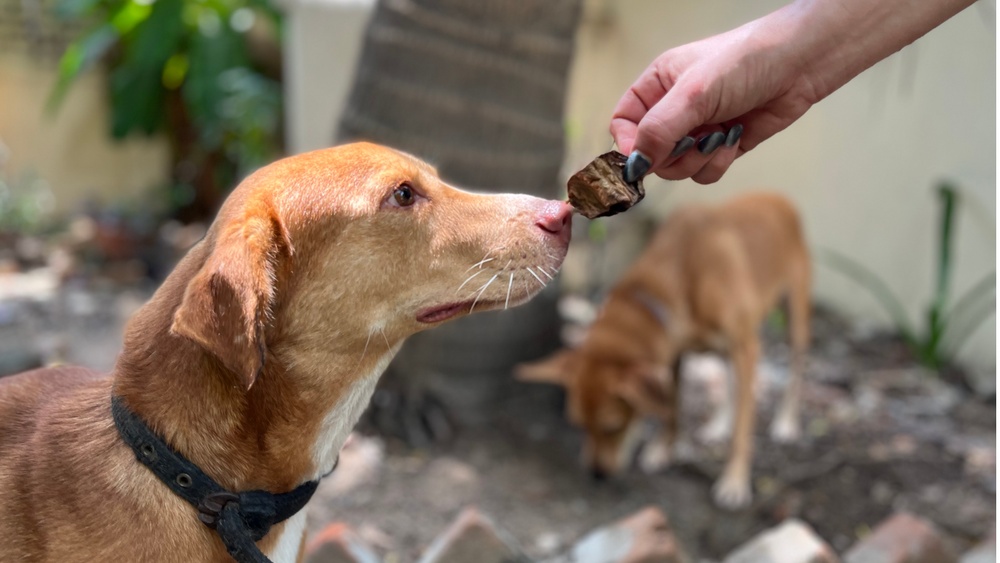 Benefits of CBD Dog Treats